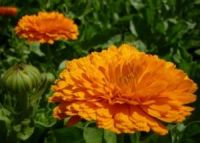 Ringelblume - Calendula officinalis