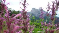 Lemonysop - Agastache mexicana