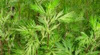 Beifuß - Artemisia vulgaris