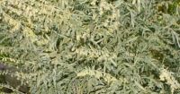 Wermut - Artemisia absinthium