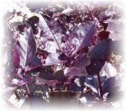 Basilikum Rubin, rotes - Ocimum basilicum