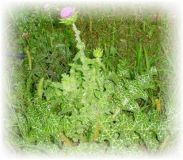 Mariendistel - Silybum marianum