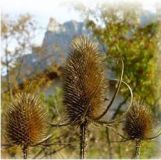 Weberkarde - Dispsacus sativus