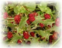 Erdbeerspinat echter - Chenopodium foliosum