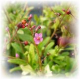 Erdginseng - Talinum paniculatum