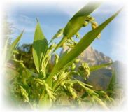 Erba lacrima Hiobs - Coix lacryma-jobi