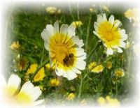 Chrysanthemum coronarium