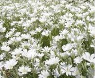 Hornkraut - Cerastium boissieri