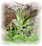 Hundszunge - Cynoglossum officinale