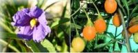 Känguruh-Apfel - Solanum laciniatum