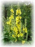 Königskerze - Verbascum thapsus