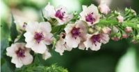 Königskerze weiß-rosa - Verbascum