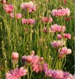 Fiordaliso rosa - Centaurea cyanus