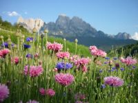 Fiordaliso (colori misti) - Centaurea cyanus