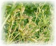 Cumino annuale - Carum carvi