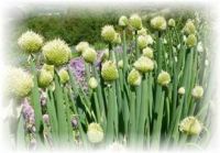 Cipolla invernale - Allium fistulosum