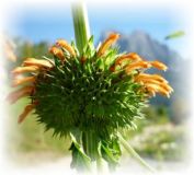 Löwenohr - Leonotis Leonorus