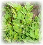 Maggikraut - Liebstöckl -Levisticum officinale