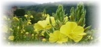 Enagra - Oenothera biennis