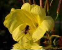 Oenothera stricta