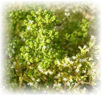Origano kretischer - Origanum creticum