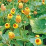 Crescione peruviana - Spilanthes oleracea