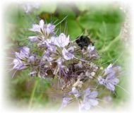 Phacelia - Bienenfreund - Phacelia tanacetifolia