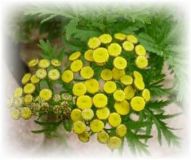Tanaceto - Tanacetum vulgare