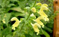 Gelber Salbei - Salvia glutinosa