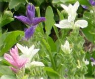 Schopfsalbei - Salvia viridis