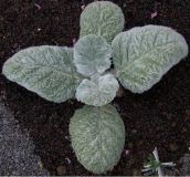 Silberblattsalbei - Salvia argentea