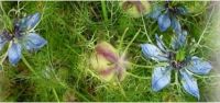 Nigella - Nigella sativa