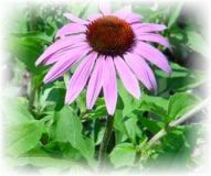 Echinacea purpurea