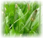 Spitzwegerich - Plantago lanceolata