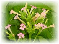 Tabak - Nicotiana tabacum