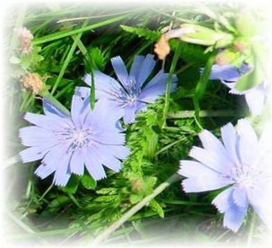 Wegwarte - Cichorium intybus