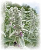 Betonica pelosa - Stachys byzantina