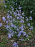 Asperula  -  Asperula orientalis