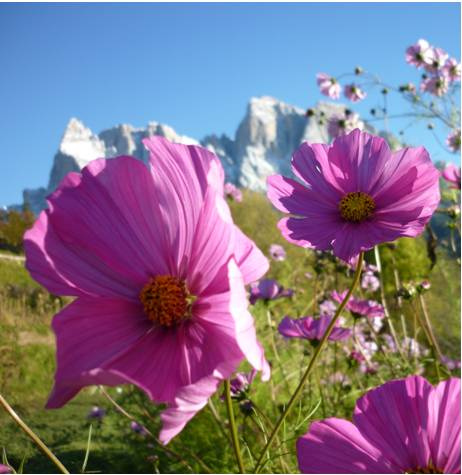 Cosmea bunt - Cosmos bipinnatus