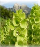 Muschelblume - Moluccella laevis