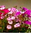 Petunie - Petunia
