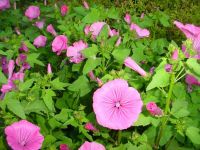 Schönmalve rosa - Bechermalve - Lavatera trimestris