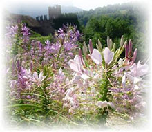 Spinnenblume - Kleopatranadel - Cleome spinosa