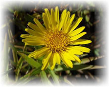 Enula nana - Inula ensifolia