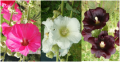 Malve - Stockrose Mix - Alcea