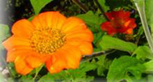 Amerikanische Sonnenblume - Tithonia rotundifolia