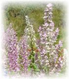 Muskatellersalbei Mix -	Salvia sclarea