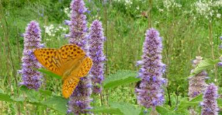 Anisysop - Agastache anisata