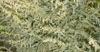 Wermut - Artemisia absinthium