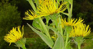 Inula helenium